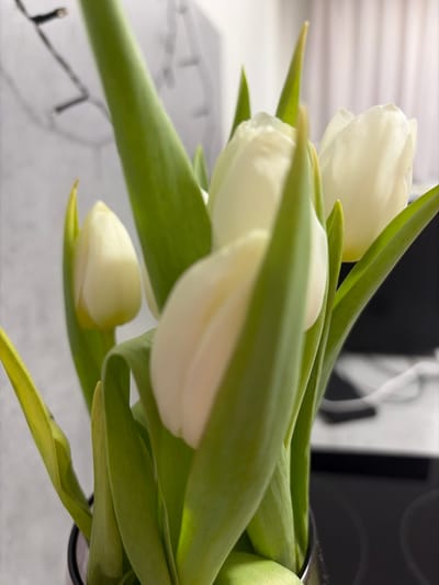 The scene depicts a close-up, vertical composition of a floral arrangement featuring at least four white tulips in a dark vase. The tulips exhibit cream-colored or off-white petals, with some still in a budded state and others partially open. Prominent green stems and leaves surround the blossoms, with one lower leaf showing a slight yellowing. The tulips are contained within a dark, possibly black or dark gray, cylindrical vase, partially visible at the bottom center. The background is rendered out of focus, revealing blurred string lights against a light-toned wall or surface in the upper left. To the right, a dark, flat surface, likely a countertop or table, is visible, supporting a white cable and an indistinct dark object, possibly an electronic device. No human subjects are present. The event is situated indoors in the city of Ковалёво, Russia.