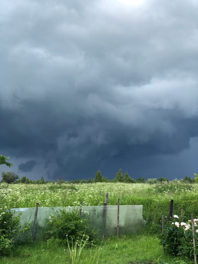 The image depicts a rural landscape with a dramatic sky. Dark, heavy storm clouds dominate the upper portion of the frame, contrasting with a bright, lighter area in the upper right corner, possibly indicating sunlight breaking through. Below the clouds, a vast field of green grass and numerous small white wildflowers stretches towards a line of trees in the distance. In the foreground, a section of a field is covered with a translucent green material, possibly plastic sheeting, supported by wooden stakes. There are also some green bushes and a patch of white flowers on the right side of the image. The scene appears to be located in a rural area outside of Zhukovo, Russia, given the characteristic vegetation and atmospheric conditions often seen in such regions prior to or during a storm. No people or animals are visible in the image.
