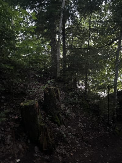 The image depicts a forest scene with dense foliage and a dirt path. Two tree stumps covered in moss are visible in the foreground, situated on a slope. The trees are tall and leafy, with some light filtering through the canopy. The ground is covered with fallen leaves and dirt. There are no people or animals present in the image. The location is described as being in the city of Gory, Russia.
