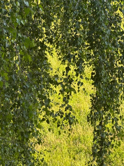 The image shows a close-up view of green leaves and branches of a tree, likely birch, with a bright, sunlit meadow or field visible in the background. The foliage of the tree is dense, obscuring much of the background. The meadow is filled with tall, green grass, some of which appears lighter in color due to the sunlight. Small, indistinct purple flowers are scattered throughout the grass. The lighting suggests it is daytime, possibly late afternoon, with the sun filtering through the leaves and illuminating the field. The scene is located in the forest area of Яромінскі сельскі Савет, Belarus. No people or animals are visible in the image.