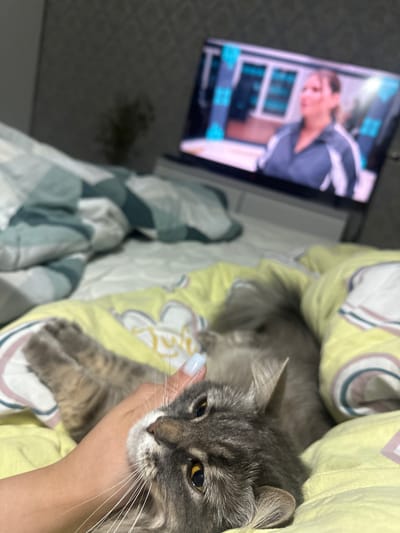 In a dimly lit bedroom, a fluffy gray cat with yellow eyes lies on a yellow and white striped blanket. A human hand with light blue painted fingernails gently pets the cat's head. In the background, a television screen displays a blurry image of a woman wearing a gray and white uniform. The room appears to be a domestic setting, likely a bedroom, with a bed and a television. The presence of a cat and a television suggests a relaxed, indoor environment. The scene does not provide any specific indicators of the city of Rybinsk, Russia.