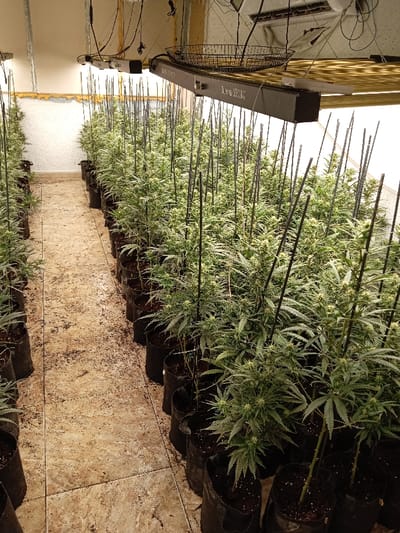 Rows of cannabis plants in black grow bags are densely packed inside a grow room. Each plant is supported by thin, black stakes. Overhead, long LED grow lights illuminate the plants. The room features a tiled floor with scattered debris. The plants appear to be in a flowering stage, showing bud formation. The lighting and close proximity of the plants suggest an indoor cultivation setup.