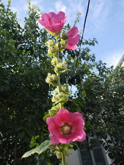 The image shows a close-up, low-angle shot of a tall hollyhock plant with vibrant pink flowers and green buds against a backdrop of lush green foliage and a clear blue sky with scattered white clouds. The plant is growing vertically, with several flowers in various stages of bloom and many undeveloped buds clustered along its stem. The lower part of the image features a fully opened pink hollyhock flower, revealing its ruffled petals and a light-colored center. Further up the stem, another pink flower is partially visible, and above that, more buds are present. The foliage of trees and possibly a building can be seen in the background. A thin black wire is visible running diagonally across the upper right portion of the frame. There are no people or animals present in the image. The scene appears to be outdoors, likely in a garden or yard, and given the context, it is situated in Ikkiaul, Uzbekistan.