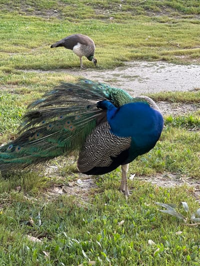 Two peacocks stand on the grass. One peacock has its tail feathers spread. Both peacocks stand on grass. The location is Faliraki, Greece.