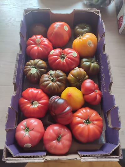 The image shows a cardboard box filled with a variety of tomatoes. The tomatoes are of different colors, including red, orange, and a dark brown or purple hue, and exhibit a range of shapes and sizes, with some appearing ribbed and others smoother. Most of the tomatoes have small circular stickers on them.

The box itself is a typical produce box, with purple-colored cardboard inserts and brown corrugated cardboard forming the base and sides. There is some text printed on the purple cardboard, which appears to be a slogan.

The setting suggests an indoor environment, possibly a kitchen or grocery store, as indicated by the wooden surface visible in the background. The lighting appears to be natural, suggesting daytime. No people are visible in the image. The overall impression is of fresh produce, likely for sale or recently purchased. The image is a still photograph with no action taking place.