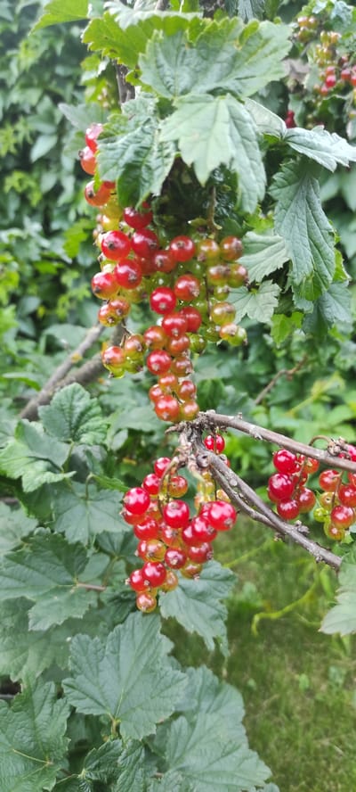The image shows a close-up of red currants on a bush in the village of Perevoznoye, Russia. The berries are ripe and glistening, with some still tinged with green. They are clustered on thin branches, surrounded by lush green leaves. The background is a soft blur of more greenery and some dappled sunlight, suggesting an outdoor setting in natural light. There is no visible text in the image. The overall impression is one of a healthy, fruitful harvest in a natural environment, likely during a warm season. The focus is entirely on the berries and the plant, evoking a sense of abundance and freshness.