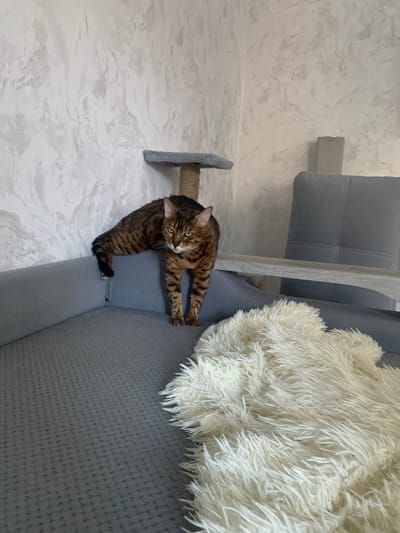 A Bengal cat with striped fur and green eyes is perched on the edge of a gray upholstered couch, with its hind legs dangling over the side. The cat is looking to the left of the frame. In the foreground, a fluffy white throw blanket covers part of the couch. Behind the cat, a portion of a gray cat tree is visible, attached to a wall with textured wallpaper. To the right of the cat, a gray armchair and a wooden chair are present. The scene appears to be indoors, in a domestic setting. No specific location in Volzhsk, Russia can be determined from the image.