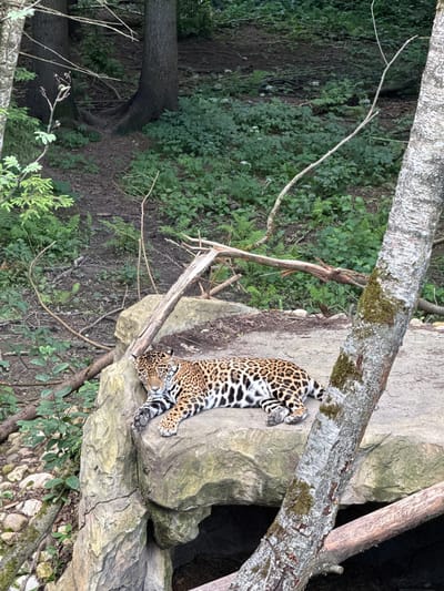 A jaguar rests on a large rock in a wooded enclosure. The jaguar is a spotted feline, predominantly orange and black, with a black rosetted pattern. It is lying on its side, with its head resting on its paws and its eyes looking towards the camera. The rock is light gray and has a rough texture. Behind the jaguar, the enclosure is filled with lush green vegetation, including trees, ferns, and other plants. There are also some fallen branches and logs scattered around. The lighting suggests it is daytime. This scene is located in the city of Klemyatino, Russia.