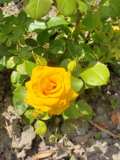 A close-up, overhead shot captures a vibrant yellow rose in full bloom, its petals unfurling in a spiral pattern. The rose is surrounded by lush green foliage and several unbloomed rose buds. The background consists of dry, cracked earth, suggesting an outdoor environment, possibly a garden. The image appears to be taken during daylight, with sunlight casting subtle shadows on the leaves and soil. There are no people or animals visible in the frame. The scene is consistent with a garden in Nosivka, Ukraine, where such flowers are commonly cultivated.