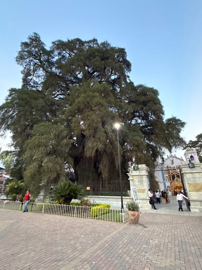 The image depicts a large tree, identified as the Tule Tree, located in Santa María del Tule, Oaxaca, Mexico. The tree occupies a significant portion of the frame, its extensive canopy reaching towards the clear blue sky. A streetlight is positioned amidst the tree's branches. To the right, a paved pathway leads towards a building with white and blue architectural features, where a small group of people are gathered. A white fence runs along the edge of the pathway, separating it from a garden area. A few individuals are visible near the bottom of the frame, walking along the pathway. The image appears to be taken during the day, with ample sunlight illuminating the scene.