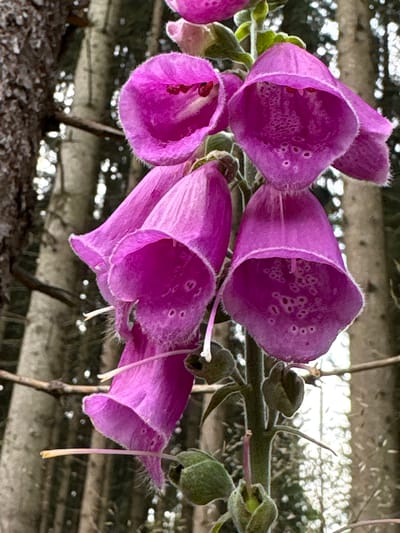 This is a close-up, vertical shot of a foxglove plant with several bell-shaped, vibrant pink flowers. The flowers have speckled interiors and fuzzy exteriors, with delicate white stamens protruding from some. The plant is set against a blurred background of tall, pale trees, suggesting a woodland environment. The lighting is natural and diffused, creating soft shadows and highlighting the textures of the flowers and plant stem. There are no people or animals visible in the image. This scene is located in Jyderup, Denmark.