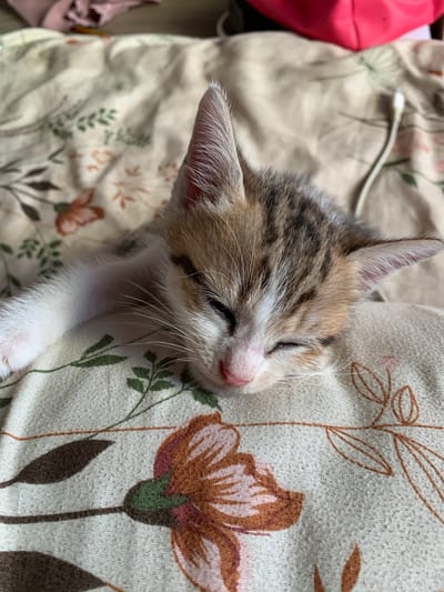A calico kitten sleeps on a patterned blanket. The kitten's head is turned to the right, with its eyes closed. Its fur is a mix of white, brown, and black. The blanket has a floral pattern with green leaves and orange and pink flowers. A white cord runs across the blanket behind the kitten. The background is blurred, but appears to be a bed with some pink fabric. The scene is likely indoors, in a bedroom. The location is not specified in the image.