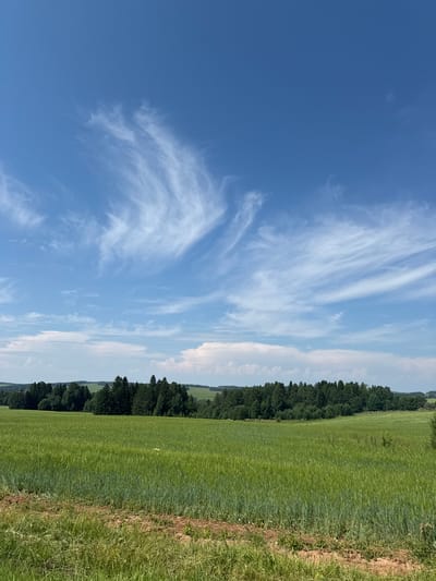 This image captures a serene landscape in the vicinity of Bolshaya Usa, Russia. The foreground is dominated by a vast, lush green field, likely of wheat or barley, stretching towards the horizon. The field is a vibrant green, with individual stalks of grain clearly visible, indicating a healthy growth stage. A dirt path, sparsely covered with dry grass and a few small weeds, runs along the bottom edge of the frame, suggesting a rural or agricultural setting.

Beyond the field, a dense line of dark green coniferous trees forms a natural border. The trees are tall and appear to be of various species, creating a thick, imposing forest. The forest extends across the middle ground of the image, with undulating hills visible in the distance behind it. These hills are also covered in a lighter green vegetation, possibly fields or meadows.

The sky above is a brilliant, clear blue, with a scattering of wispy white clouds. These clouds are thin and feathery, streaking across the sky in an artistic fashion, adding a dynamic element to the otherwise calm scene. The overall impression is one of natural beauty and tranquility, characteristic of the Russian countryside during a warm season. There are no people or animals visible in the image. The lighting suggests it is daytime, with the sun likely high in the sky, casting even illumination across the landscape.