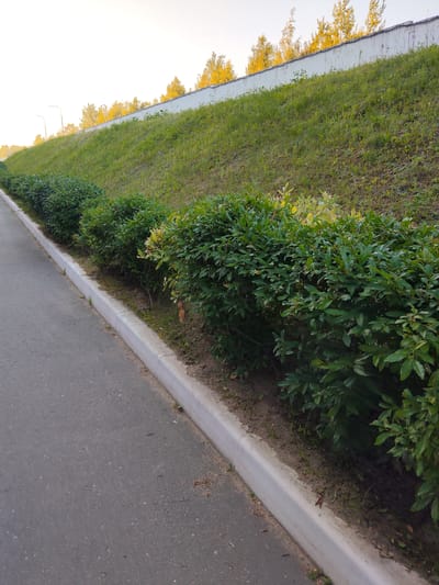 This media file captures an outdoor scene featuring a sloped grassy embankment alongside an asphalt pathway. A concrete curb separates the pathway from the embankment, which is lined with a row of neatly trimmed green bushes. In the background, a white concrete wall runs along the top of the embankment, and beyond that, trees with yellowing leaves are visible against a bright, hazy sky. Two streetlights are also present on the left side of the embankment, suggesting an urban or suburban setting.
The time of day appears to be early morning or late afternoon, given the soft, warm light illuminating the scene and the haziness in the sky. The weather seems to be clear but possibly humid or foggy. The location is identified as Shklov, Belarus.
No people or specific activities are depicted. The image focuses on the landscape and infrastructure, with notable details including the texture of the asphalt, the uniformity of the bushes, and the weathered appearance of the concrete wall. The overall impression is one of a well-maintained roadside area. There is no visible text in the image.