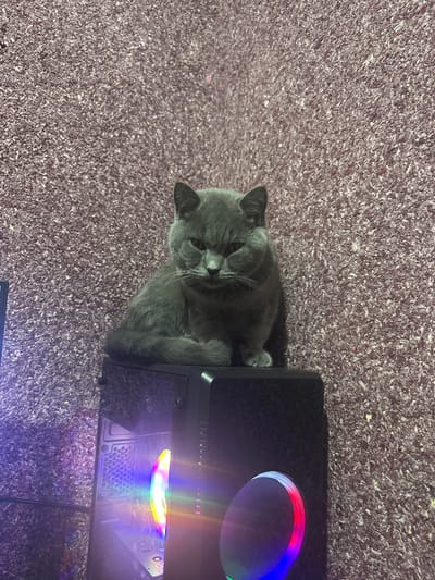 A gray cat lies curled up partially inside a black computer case. The cat's head rests near the edge of the case, its eyes appearing closed. The computer case features a circular fan with RGB lighting, creating a rainbow effect. The surrounding area is covered with a purple, textured carpet.