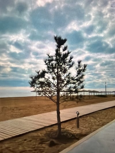 This media file depicts a pine tree silhouetted against a cloudy sky, with a wooden boardwalk to the right. The scene is oriented vertically, with the tree branches extending across the frame. The sky is filled with wispy white clouds against a light blue background, suggesting a daytime scene, possibly late afternoon or early morning due to the dramatic lighting on the clouds.
The boardwalk appears to be constructed of light-colored wooden planks, laid parallel to each other. Further in the distance, there's a suggestion of a railing or fence, and possibly structures beyond, hinting at a public area like a beach or park. A small, circular metal hook is attached to the boardwalk in the mid-ground.
The pine tree is the central subject, its dark silhouette creating a stark contrast with the bright sky. The branches are intricate and sparse, allowing the sky to be visible through them. The overall mood is somewhat serene and natural, with the texture of the clouds and the wood grain adding visual interest. There is no visible text in the image. The location context provided is Lopatino, Russia.