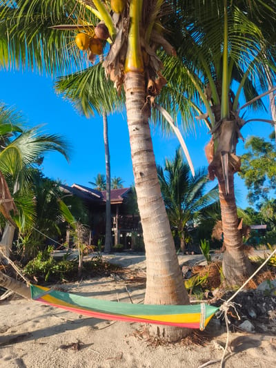 The image depicts a tranquil beach scene in Baan Lipa Noi, Thailand, under a clear blue sky. In the foreground, a colorful hammock, woven with bands of red, yellow, and green fabric, is stretched between two palm trees. The hammock rests on a sandy beach, scattered with dry palm fronds and other natural debris. Behind the hammock, the thick, textured trunks of two prominent palm trees rise towards the sky, with one bearing a cluster of coconuts. Beyond the palm trees, a rustic wooden building with a reddish-brown tiled roof is visible, nestled amongst lush green vegetation and other palm trees. The building appears to be a dwelling or a small resort, with a raised porch and wooden railings. The overall environment suggests a tropical, serene setting, characteristic of coastal Thailand.