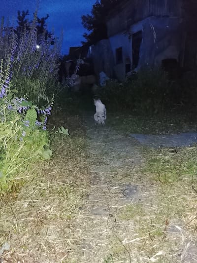 A light-colored domestic cat is captured mid-stride on a dirt path in a rural or overgrown suburban setting. The cat, appearing to be the sole subject of interest, is positioned centrally in the frame, facing away from the viewer and towards a partially visible, derelict structure in the background. The environment is characterized by dry, unkempt vegetation, including tall grasses and flowering plants, with a dark, twilight sky overhead. The structure in the background, partially obscured by tarps, suggests a state of disrepair or abandonment. The lighting is dim, indicative of dusk or nighttime, with artificial light illuminating the path. The scene appears to be located in an outdoor area on the outskirts of Talgar, Kazakhstan.