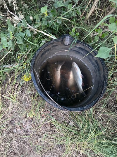 The image shows a black bucket filled with water and several small fish, resting on the ground amidst grass and weeds. The bucket is positioned in the center of the frame, and its contents are clearly visible. The fish appear to be freshly caught, with their scales reflecting light. Some are partially submerged, while others are floating near the surface. Bubbles are visible in the water, indicating the fish are alive.
The surrounding environment consists of dry grass, some green leafy plants, and soil. A few small yellow wildflowers are also scattered in the grass. The lighting suggests it is daytime, possibly late afternoon or early morning, given the shadows and the overall brightness of the scene. The setting appears to be outdoors, in a natural or semi-wild area, consistent with fishing activities.
There are no people visible in the image. The activity taking place is the collection or temporary storage of fish. The focus is on the bucket and its catch, highlighting the result of a fishing trip. No text is visible in the image. The location context provided is Aqsu city administration, Kazakhstan, which aligns with a rural or natural setting often found near bodies of water suitable for fishing.