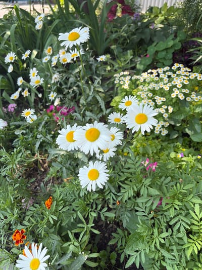 The image depicts a vibrant, sun-drenched garden teeming with daisies and other flowering plants. The main subjects are several large, white daisies with bright yellow centers, some in full bloom and others partially open. Smaller white and yellow daisies are scattered throughout the frame, creating a sense of abundance and natural growth. Interspersed among the daisies are delicate pink and purple flowers, adding pops of color to the verdant scene. The foliage is lush and green, with feathery leaves of some plants contrasting with the broader leaves of others. In the background, darker green leaves and shadows suggest a dense planting. Two small, orange and red marigold-like flowers are visible near the bottom right, adding further color variation. The overall impression is one of a thriving, well-maintained garden on a bright, possibly summer day, given the quality of light. There is no visible text in the image, and the scene is devoid of human presence. The abundance of flowers and greenery conveys a sense of natural beauty and tranquility. The perspective is from a slightly elevated viewpoint, looking down into the garden bed.