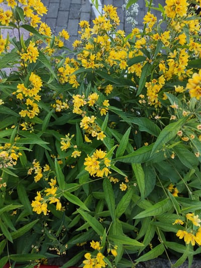 This media file depicts a close-up, high-angle view of a dense cluster of yellow flowers with green foliage. The flowers are small and star-shaped, with five petals and a prominent stamen. They grow in clusters along slender stems, creating a vibrant display against the backdrop of elongated, lance-shaped leaves. Some of the flowers appear to be in full bloom, while others are in bud or have already wilted, showing a natural progression of the plant's life cycle.
The setting appears to be outdoors, with hints of a paved surface, possibly a walkway or patio, visible in the upper left and lower right corners. The lighting suggests it is daytime, with natural light illuminating the scene. There are no people or animals visible. The overall impression is one of abundant growth and natural beauty. The image is shot in Polatsk, Belarus. No text is visible in the media file.