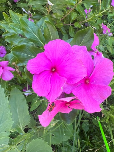The image shows a close-up of several bright pink flowers, likely Vinca, with lush green foliage in the background. A small insect with a red and black segmented body, identified as a Red Bug (Pyrrhocoris apterus), is visible resting on one of the flower petals. The environment appears to be a garden or natural setting with dew drops on some of the leaves, suggesting it might be morning or after rain. There are no people or man-made structures visible. The scene is natural and peaceful, likely captured in a garden in Hadera, Israel, given the typical flora and fauna found in the region.