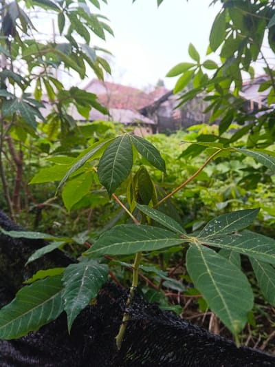 The image displays a close-up, ground-level perspective of a lush green environment in São Félix do Xingu, Brazil, under an overcast sky. The central subject is a cassava plant (Manihot esculenta) with prominent, dark green palmate leaves exhibiting distinct light-colored veins. Several small water droplets are visible on the surfaces of some leaves, indicating recent precipitation or dew. The plant's reddish-brown stem is visible, with a section of black, net-like material wrapped around its base in the lower-left area of the frame. The immediate background is densely populated with blurred green foliage. Further in the background, two residential structures are partially visible and out of focus; the structure on the left features a reddish-brown tiled roof and light-colored walls, while the structure on the right has a darker roof and walls. No individuals, animals, or specific actions are depicted in the scene.