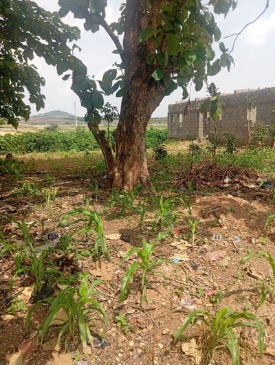 The image depicts an outdoor scene in Dutsen Alhaji, Nigeria, with a large tree dominating the foreground. Young corn plants are growing around the base of the tree, interspersed with dry leaves, twigs, and scattered litter, including plastic bags and wrappers. In the background, a partially constructed building made of concrete blocks is visible. Beyond the building, there is a landscape with greenery and a distant hill. The sky is overcast. There are no people present in the image.