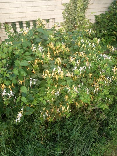 The image shows a close-up view of a honeysuckle bush with white and yellow flowers. The bush is located next to a white brick wall with a decorative white railing. Green grass is visible in the foreground. The scene is located outdoors, likely in a garden or yard. The image was taken in Lymanka, Ukraine. There are no people or animals visible in the image.