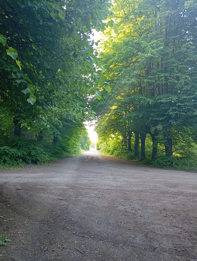 The image depicts a straight, unpaved dirt road lined with dense green trees on both sides, creating a natural canopy. The road leads towards a bright, sunlit horizon. The trees are lush and full of leaves, suggesting it is springtime or summer. The ground of the road appears to be a mixture of dirt and small stones, with some scattered leaves and twigs. The lighting suggests it is daytime, with sunlight filtering through the leaves, creating dappled shadows. The scene is serene and natural, evoking a sense of a peaceful, secluded path. The location is not identifiable as being in the city of Liepaja, Latvia from the image alone.