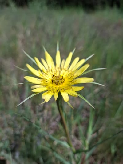 The image features a close-up of a yellow flower, possibly a type of aster or dandelion, with thin, pointed petals. The flower is in full bloom and is the central subject of the image. The background is blurred, suggesting a natural outdoor setting, likely a field or garden. There is no evidence of any location, building or humans in the area.