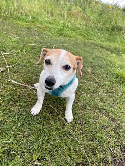 A Jack Russell Terrier dog is sitting on a grassy area. The dog is wearing a teal harness. The dog has white fur with tan markings on its head and ears. Its eyes are dark brown and its nose is black. The background consists of green grass and some dried grass stalks. The image appears to have been taken outdoors. There is no indication of the location being Severodvinsk, Russia.