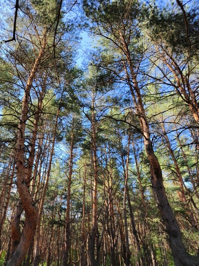 The image depicts a dense forest with tall, slender pine trees dominating the scene. The camera is angled upwards, looking towards the sky, which is visible as a bright blue with scattered hints of clouds. The pine trees have rough, reddish-brown bark and are covered in green needles, with many branches extending upwards and outwards, creating a canopy that filters the sunlight. The lighting suggests it is daytime, possibly late afternoon, as the sunlight casts a warm glow on the tree trunks. There are no people or animals visible in the image. The environment appears to be a natural forest, possibly a pine forest common in the region of Shyroke, Ukraine, known for its rural and forested landscapes. The undergrowth is not clearly visible due to the density of the trees.