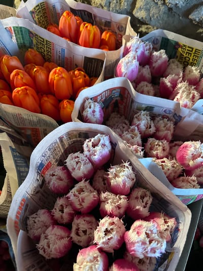This image, located in Trudobelikovskiy, Russia, presents a close-up view of numerous tulip bouquets wrapped in newspaper. The scene is dominated by two distinct varieties of cut tulips arranged in multiple bundles. On the left and top-left, several bundles contain solid orange and yellow-orange tulips, primarily in a closed or partially open state. On the right and extending to the bottom-right, multiple bundles feature fringed tulips, characterized by pink or magenta bases transitioning to white, serrated petal edges. Each bouquet is individually wrapped in sheets of newspaper displaying Cyrillic text and various advertisements. The bundles are densely packed, suggesting a market display or preparation for retail. The lighting indicates a bright, possibly natural, light source. No individuals or overt actions are depicted.