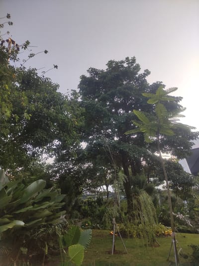 The image depicts a lush, green, outdoor environment within the city of Rawa Burung, Indonesia, under a bright, overcast sky. The upper portion of the frame is dominated by a clear, light grey sky, brighter towards the right, suggesting diffused light or the direction of the sun. The scene is devoid of any human or animal subjects.

The majority of the image is filled with dense, varied vegetation. Several large, dark green trees with full canopies occupy the upper and middle sections. One prominent, slender tree on the right features distinct, large, light green, fern-like leaves arranged in a radial pattern along its trunk. Below these larger trees, a diverse undergrowth is visible, including broad, paddle-shaped green leaves in the foreground on the left, possibly *Heliconia* or *Canna* species. Further into the mid-ground, a plant with long, drooping, light green foliage is supported by three thin, light-colored wooden stakes, secured with white ties. Similar stakes are visible near other young plantings across the lower mid-ground. The ground consists of neatly maintained green grass.

In the upper-left quadrant, a portion of a utility pole or structural element, possibly metallic or concrete, is partially obscured by tree branches. On the upper-right and mid-right, behind the trees, parts of a modern building are visible, characterized by a light-colored facade and a distinct, dark, possibly angular roofline. Small, warm-toned lights are faintly discernible within the undergrowth in the lower mid-right, indicating artificial illumination, possibly garden lights. No specific actions or interactions are depicted; the scene is static.
