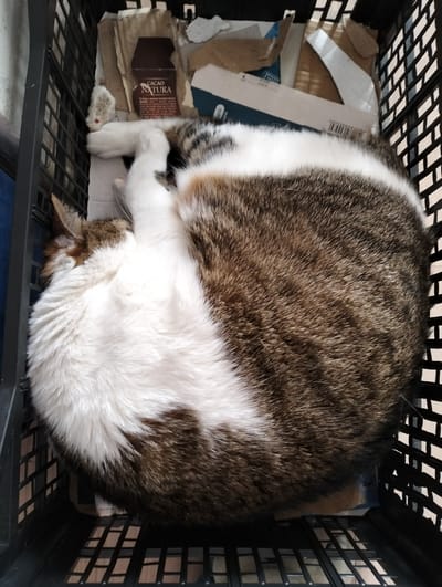 A cat is sleeping in a black plastic crate filled with assorted cardboard packaging. The cat is mostly white on its underside and head, with brown and gray fur on its back. The crate is lined with cardboard pieces. A small brown box labeled "CACAO NATURA" is visible near the cat's paw. The scene appears to be indoors. The location is Krykhivtsi, Ukraine.