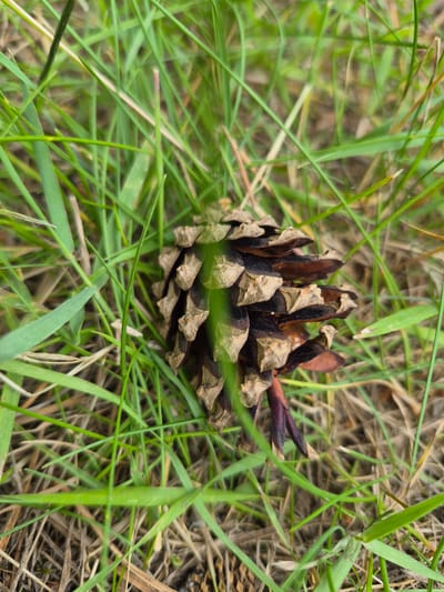A close-up, slightly angled shot shows a pinecone resting on a bed of green grass and dry, brown detritus on the ground. The pinecone is positioned in the center of the frame, with its scales open and exposed. A stem, appearing dark purple and reddish-brown, extends from the base of the pinecone. The grass surrounding the pinecone is vibrant green and slightly out of focus, with individual blades clearly visible. The background is a blur of green and brown, suggesting a natural outdoor environment. No people or animals are visible in the image, and there are no indications of any specific actions or interactions. The image is undated and lacks any contextual information about its location within Nyagan, Russia.