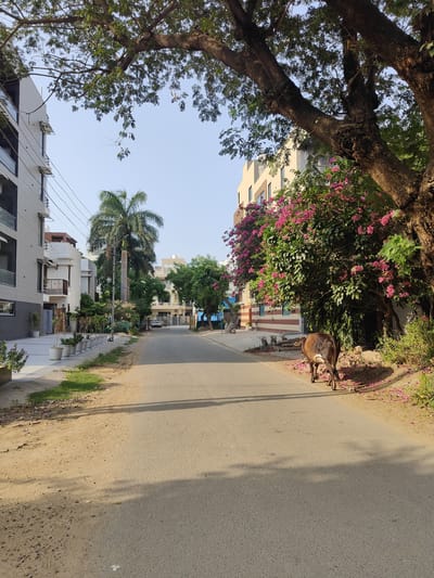 In Gurgaon, India, a brown cow walks away from the camera down an empty residential street. The street is paved and bordered by trees and buildings. On the left, a modern apartment building with balconies and awnings stands next to a row of potted plants. On the right, a large tree with dense foliage extends over the street, and behind it is a building with red and white striped accents and vibrant pink flowers. Fallen pink petals are scattered on the ground and road. The sky is clear and blue.