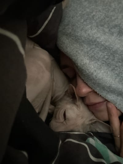 The image depicts a close-up, low-angle shot of a person and a Sphynx cat nestled together under blankets. The cat, with its pale, wrinkled skin and visible ears, is positioned with its head resting against the person's face. The person's nose and mouth are visible, peeking out from under a grey blanket. The person's hand, adorned with a thin ring on one finger, is resting near the cat's head. The background consists of dark-colored blankets with white and light green stripes. The scene appears to be indoors, in a domestic setting, likely a bedroom, given the presence of blankets and the intimate nature of the pose. There is no discernible indication of the image being located in Togliatti, Russia.