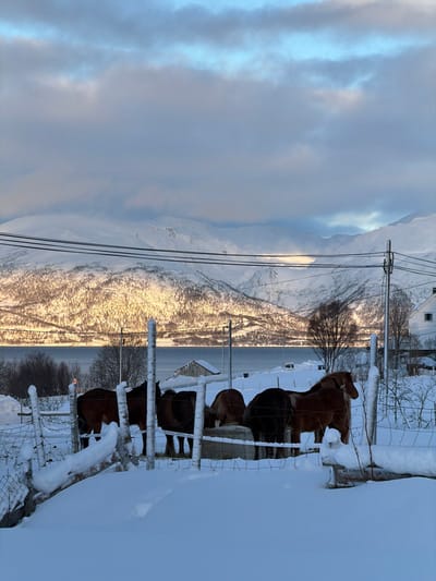 This image depicts a snow-covered winter landscape in Tromsø, Norway. In the foreground, five horses are enclosed within a snow-laden wooden post and wire fence. Four horses, predominantly dark brown or bay, are positioned with their heads lowered towards a visible concrete or stone trough, suggesting feeding activity. A fifth horse, a lighter chestnut color, stands slightly separated, facing towards the right side of the frame. The ground is entirely covered by deep, undisturbed snow.

In the middle ground, a tranquil body of water, likely a fjord, stretches horizontally, separating the foreground from a range of snow-capped mountains in the background. The lower slopes of these mountains are illuminated by a low-angle golden light, contrasting with the cooler tones elsewhere. A small, grey wooden outbuilding with a snow-covered roof is visible near the water's edge on the left. On the far right, a portion of a white house with a dark roof is visible, also blanketed in snow. Several dark utility poles and multiple overhead wires span horizontally across the upper middle ground. The sky features stratified grey clouds with interspersed patches of lighter blue. No human figures are present.