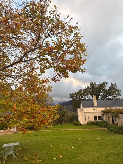 The image shows a landscape in Stellenbosch Nu, South Africa. A large, white building with a gray roof is visible on the right, adjacent to a well-maintained green lawn. Several trees are scattered throughout the scene. Two prominent trees with autumn-colored leaves (yellow, orange, and brown) are located on the left side of the image, partially obscuring the sky. Overcast skies dominate the upper portion of the frame, with a small patch of lighter sky visible in the middle. Fallen leaves are scattered on the grass. A metal chair is present in the bottom right corner of the image. Mountains can be seen in the background, partly covered by clouds.