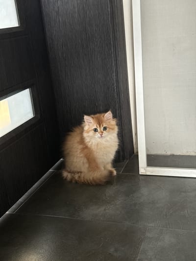 A fluffy, golden-brown kitten with wide, curious eyes is the central subject of this image. It is positioned on a dark, tiled floor next to a black wooden door with inset rectangular windows. Above the door and to the left, there is a white frame with a mesh screen, suggesting an indoor or sheltered outdoor space, possibly a porch or entryway. The kitten is sitting upright, looking directly at the camera, with its fluffy tail curled around its body. The lighting suggests daytime, with natural light illuminating the scene, casting subtle shadows. The background shows the texture of the tiles and the wood grain of the door, contributing to a realistic and grounded setting. The kitten's pose and gaze evoke a sense of innocence and playful curiosity. There is no visible text in the image.