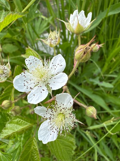 This is a close-up, eye-level, outdoor photograph of white flowers with brown stamens and sepals, with green foliage and grass in the background. The flowers appear to be blooming, with some buds also visible. The lighting suggests it is daytime. The image was taken in Vorsma, Russia.