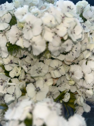 A close-up, slightly blurred shot showcases a dense bouquet of small, white flowers with dark purple centers. The flowers are clustered together, with some partially obscuring others. A few thin, dark green leaves are visible amongst the blooms. The background is dark and indistinct, providing no geographical context. There are no people or animals present in the image. The image does not provide any information about the city of Lynnwood, United States of America.