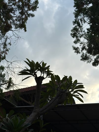 In Tejakula, Indonesia, silhouetted against a cloudy sky, a frangipani tree with broad, dark green leaves and a thick, gnarled trunk is positioned in the foreground. The tree's branches reach upwards, some bare and spindly, others thick and woody, supporting the lush foliage. Behind the frangipani, a glimpse of a traditional Indonesian house is visible, featuring a reddish-brown tiled roof and exposed wooden beams. To the left and right, the dark green needles of coniferous trees frame the scene, their branches creating a natural border against the overcast sky. The overall impression is one of a tranquil, tropical evening, with the natural elements of the trees and the architectural elements of the house merging under a diffused light.