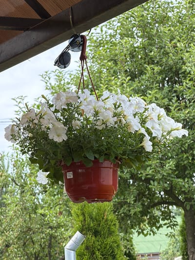 This is a medium shot, outdoor, eye-level, vertical photograph. The subjects are a hanging pot of white petunias, a pair of sunglasses, and a metallic watering can. The hanging pot is made of reddish-brown plastic and is filled with abundant white petunias and green foliage. The sunglasses, with round, dark lenses and silver frames, are hanging from the structure above the flower pot. A silver watering can is visible in the upper right corner, partially obscured by greenery.
The scene appears to be outdoors, with lush green trees and foliage in the background, suggesting a garden or natural setting. There is a hint of a building with a green facade in the upper right background. The sky is visible in the upper left, indicating it is daytime. The lighting suggests it might be a cloudy or overcast day, as there are no harsh shadows.
There is text visible on a white label attached to the flower pot. It reads: "Petunia Multiflora Success TR White". Another partially visible label reads "Тетяшка сад".
The overall impression is one of a tranquil, possibly domestic, outdoor space, perhaps a garden or balcony, where plants are being cared for. The presence of sunglasses could imply that the owner is often outdoors and needs protection from the sun, or simply that they were left there for convenience. The watering can suggests recent or ongoing plant care. The setting of Solnechnogorsk, Russia, provides a geographical context.
