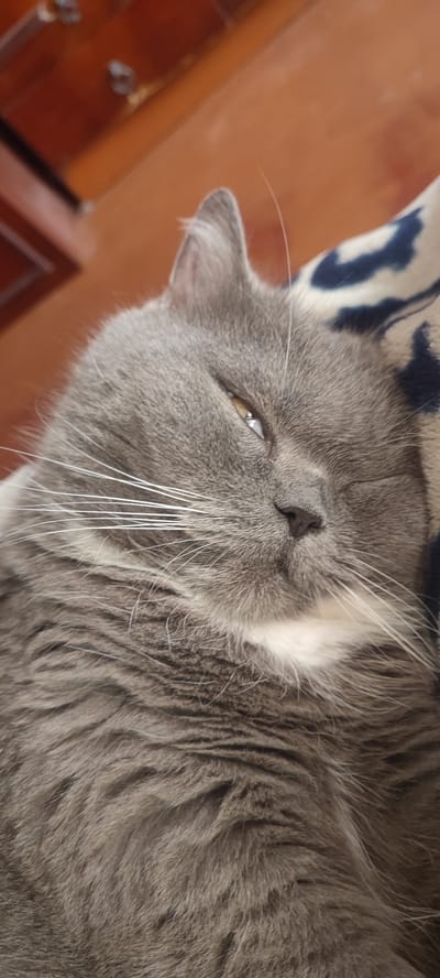 A close-up shot focuses on the face of a gray cat with white markings around its mouth. The cat's eye is partially open, revealing a golden iris. Its whiskers are long and white. The cat appears to be lying down, possibly on a patterned fabric. In the background, a wooden surface with metallic fixtures is visible. The scene is indoors, suggesting a domestic setting within Svitlovodsk, Ukraine.