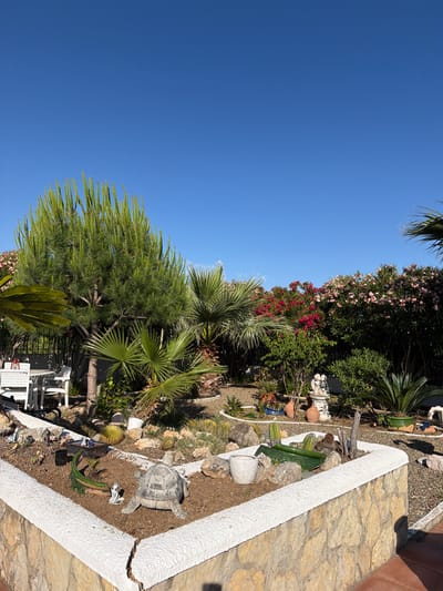 The image captures a garden scene in Mont-roig del Camp, Spain, under a clear blue sky. A variety of plants, including palms, pines, oleanders with pink and red flowers, and cacti, are visible. The garden includes a raised stone border, painted white, containing soil, rocks, and decorative elements such as a stone turtle, a ceramic vase, and other garden ornaments. In the background, white garden furniture is partially visible. The ground is covered with paving stones and terracotta tiles.