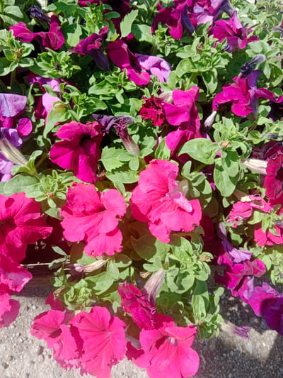 A close-up, eye-level, outdoor shot displays a dense cluster of bright pink and deep purple petunias. The flowers are in various stages of bloom, with some fully open and others still developing. Vibrant green foliage is interspersed among the blossoms. The lower left and right corners of the image reveal a textured, gray, concrete-like surface, suggesting the flowers are planted in a planter box or along a pathway. The scene is illuminated by direct sunlight, creating highlights and shadows on the petals and leaves, hinting at a daytime setting. The specific location of Qobda, Kazakhstan is not discernible from the visual information provided in the image.