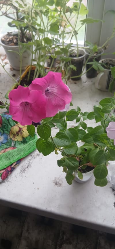The image depicts a close-up view of two vibrant pink petunia flowers, their petals unfurling with delicate veins. The flowers are the primary focus, positioned centrally in the frame, with one slightly behind and to the right of the other. They are part of a plant with lush green leaves, some of which are slightly out of focus. To the left of the flowers, a folded fabric item with a colorful floral pattern, predominantly green and yellow, is visible. The items are placed on a white, slightly textured surface, which appears to be a windowsill, with scattered specks of dark material, possibly dirt or debris. In the background, various potted plants with green foliage are visible, some in plastic cups and others in larger white pots. A window is partially visible in the upper right corner, suggesting an indoor setting. The overall lighting appears natural, possibly from the window. The image does not contain any people or animals. This scene is not specifically identifiable as being in Yaransk, Russia, as there are no geographical markers present in the image itself.